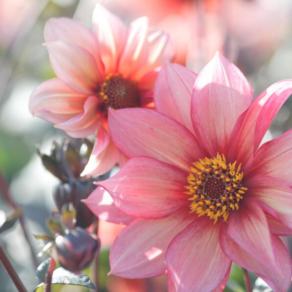 77302 mr dahlia dahlia1