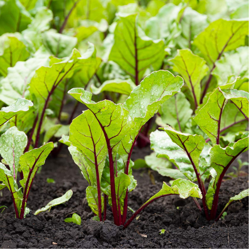 _cdn_shop_files_vegetable plants beetroot pablo 12 x full plant pack 277610_1100x