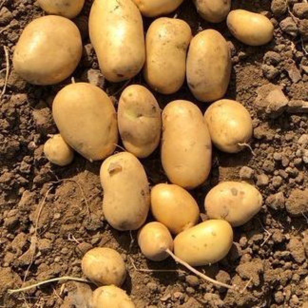 _wp content_uploads_2022_09_acoustic field e1664128895964