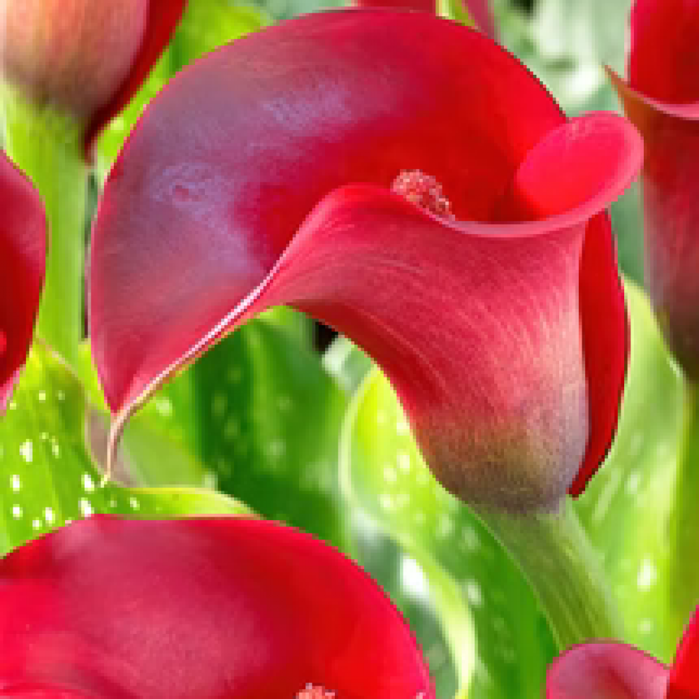 calla_lily_california_red 1_215x287_crop_center