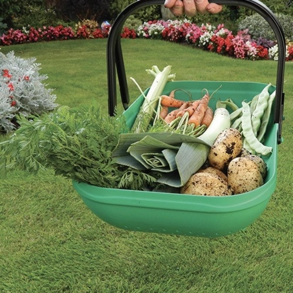 cat propagation growing