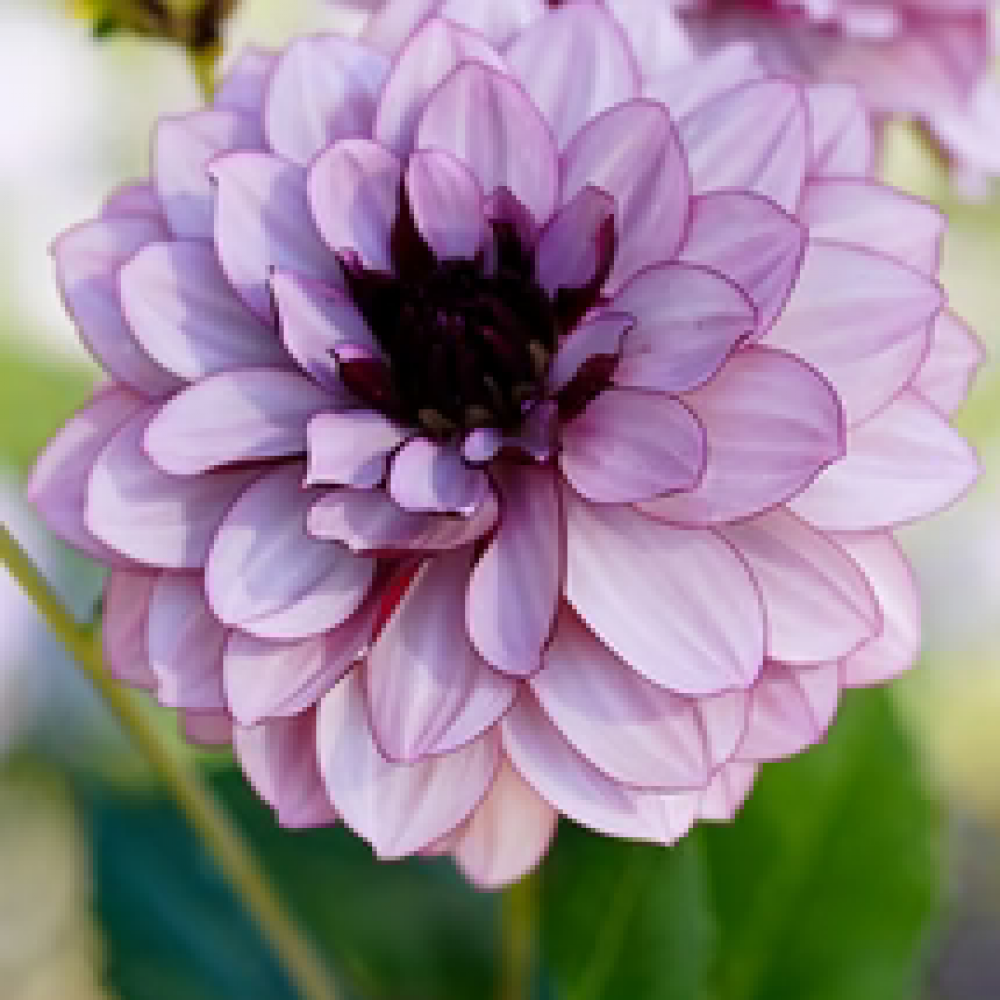 dahlia_creme_de_cassis 1_215x287_crop_center