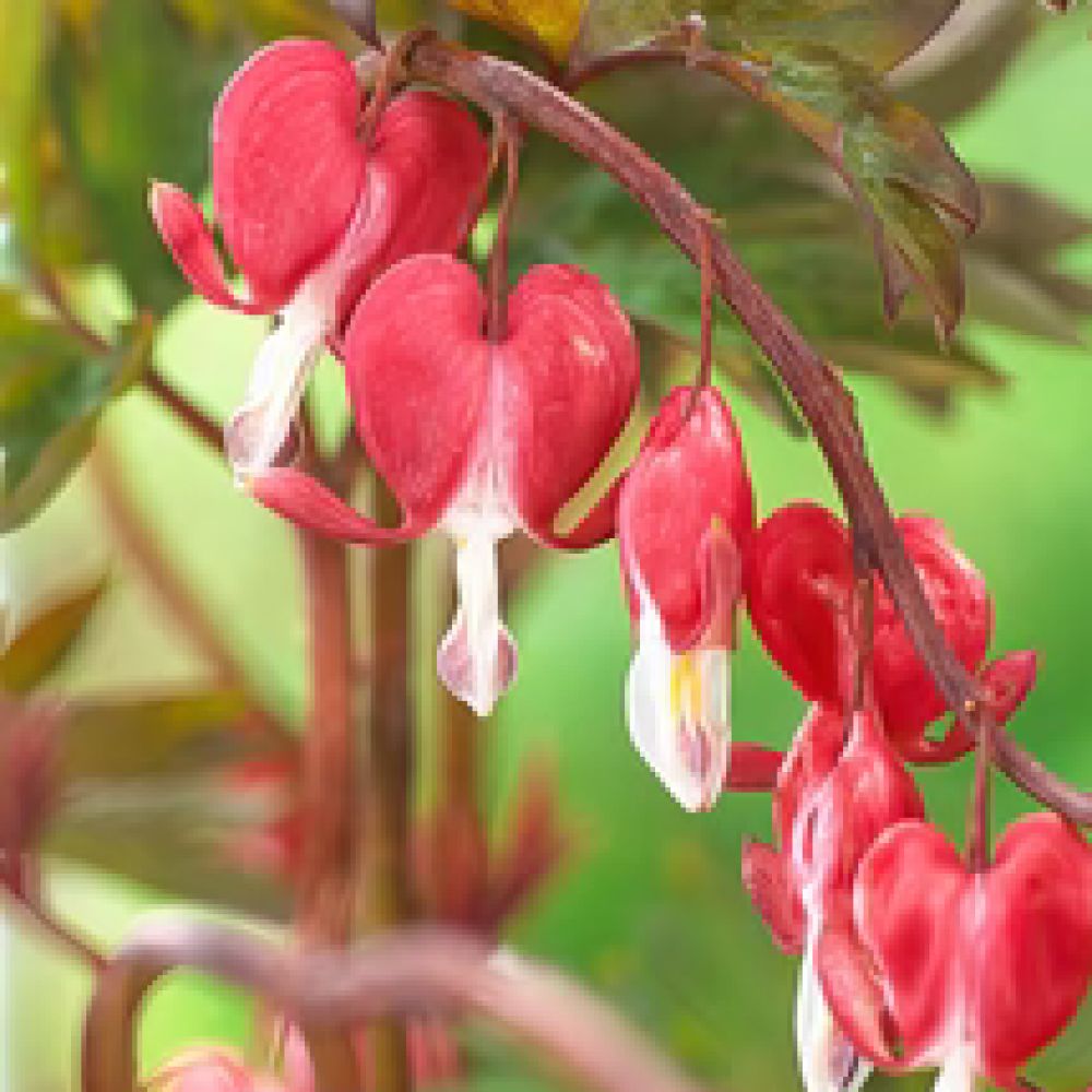 dicentra_hordival_valentine 1_215x287_crop_center