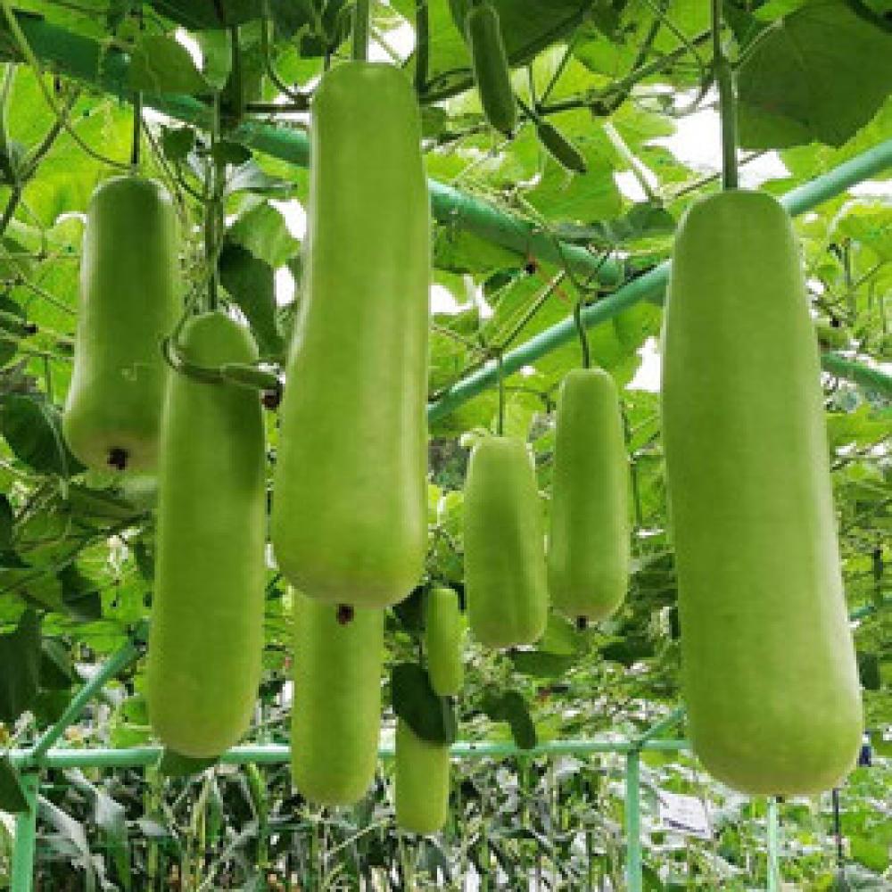 gourd_bottle_gourd