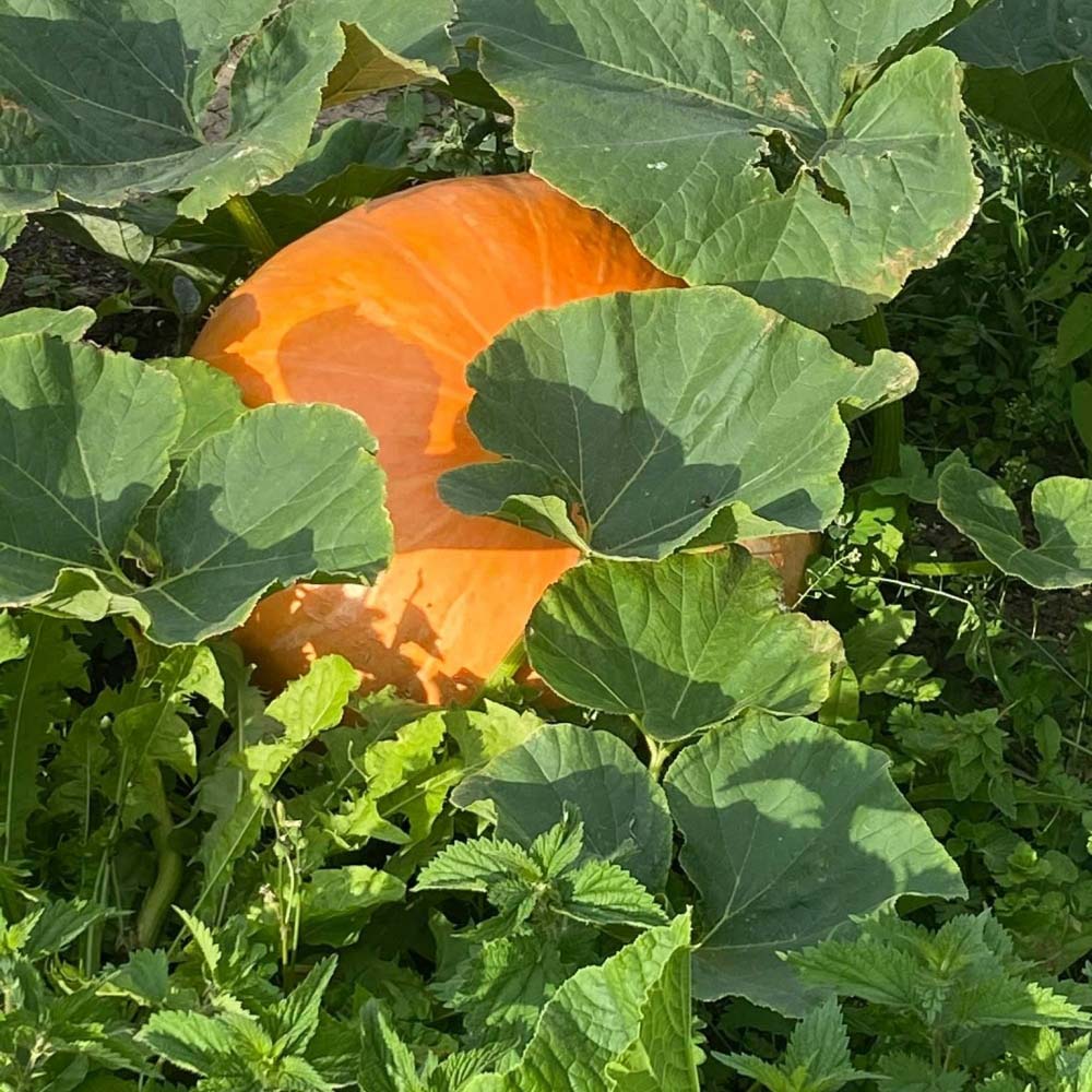 uploads/images/Dig for Victory