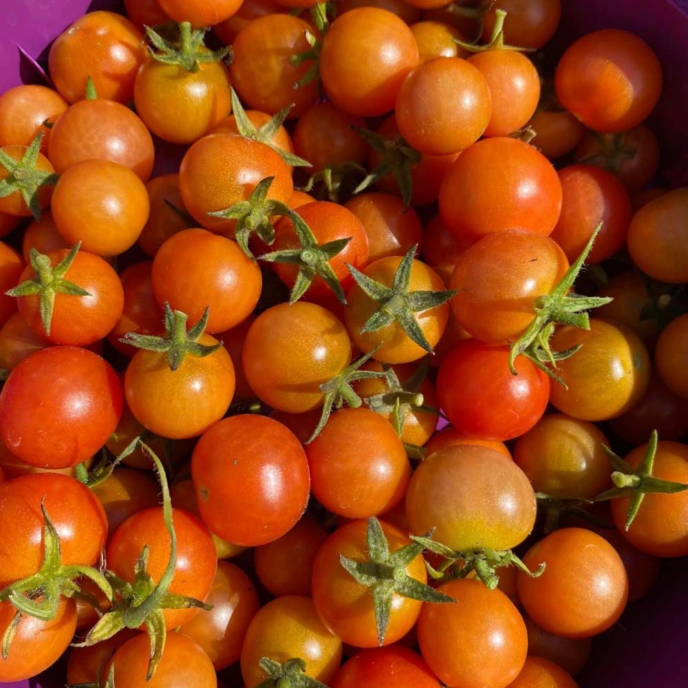 uploads/images/Growing Glossary