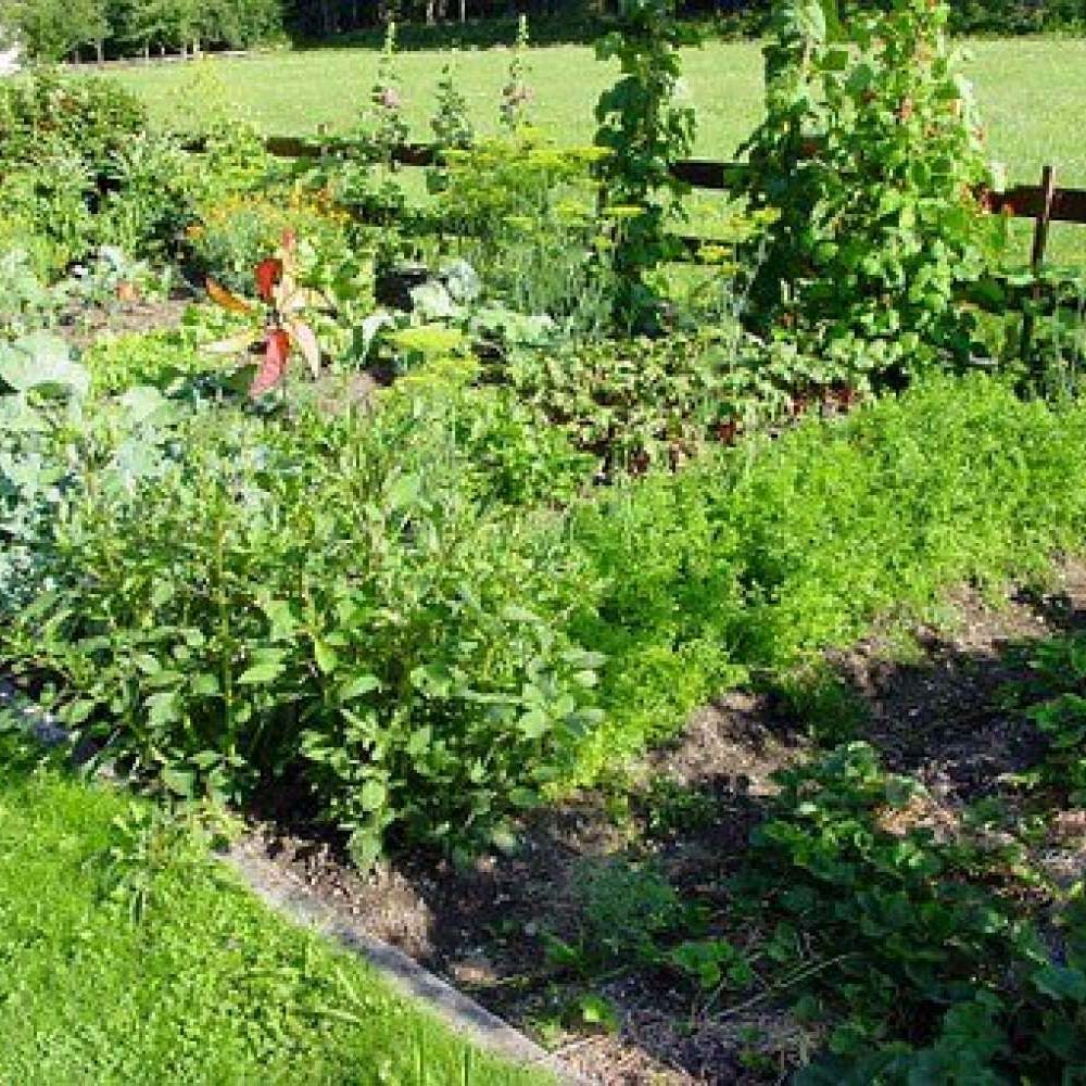 allotment-1059__340.jpg