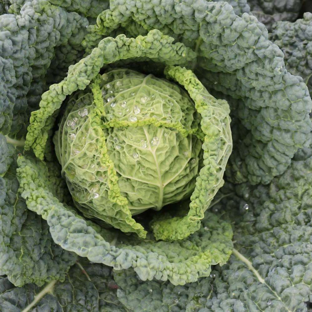 uploads/images/November