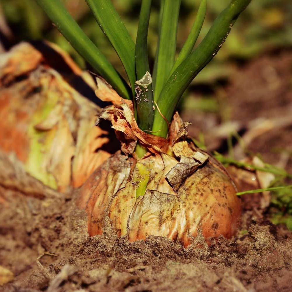 uploads/images/March