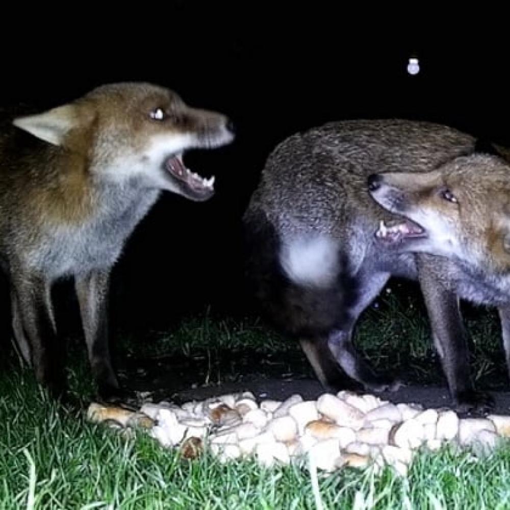 pak foxes