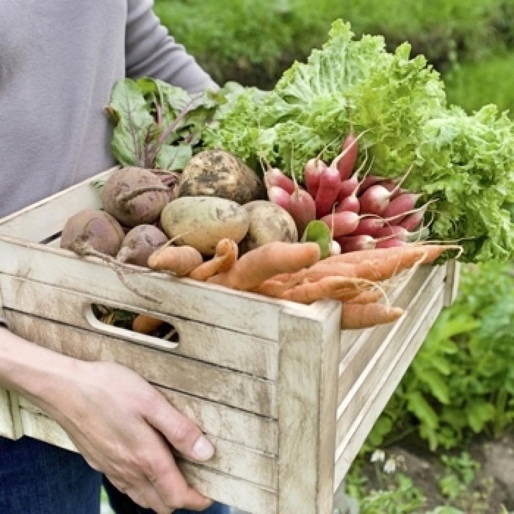 vegetable_gardening_grow_your_own_jpg