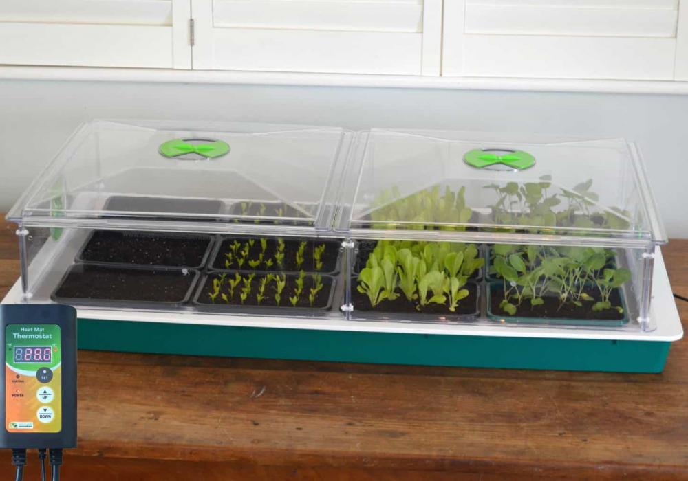 g250 large vitopod with thermostat 1 1536x1021