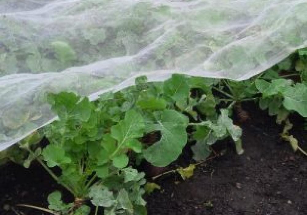 insect netting 300x300