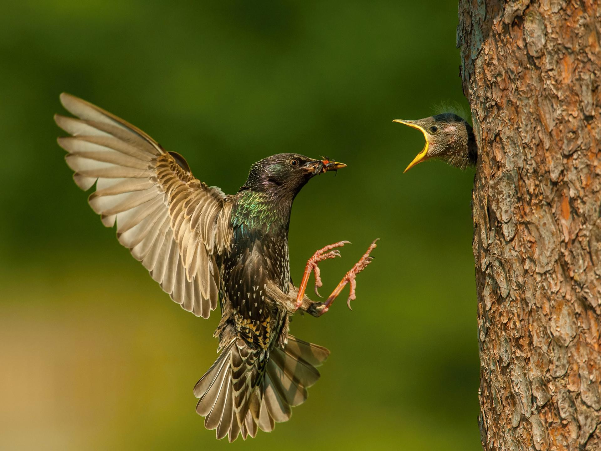 uploads/images/1023902119 Species Starling Feeding Juvenile In Tree