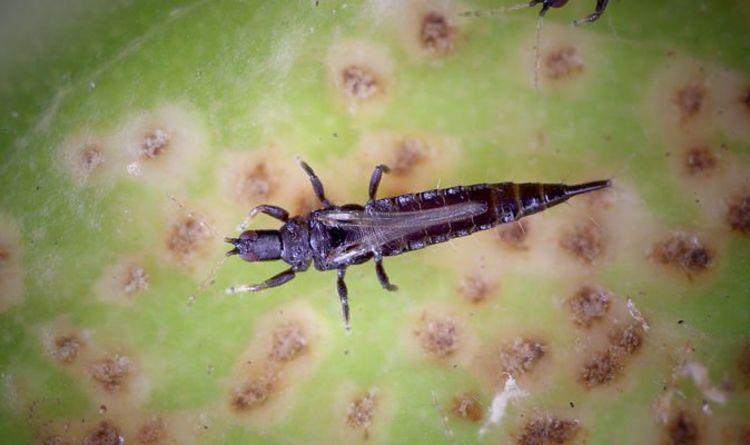 uploads/images/1464196