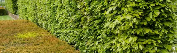 uploads/images/1701800906122 Beech Hedging