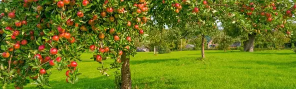 uploads/images/1701870697318 Apple Tree