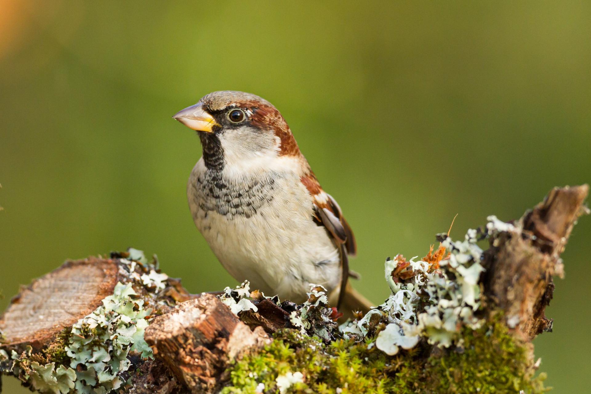 uploads/images/1713630676 Species House Sparrow Stood On Lichen Log 1