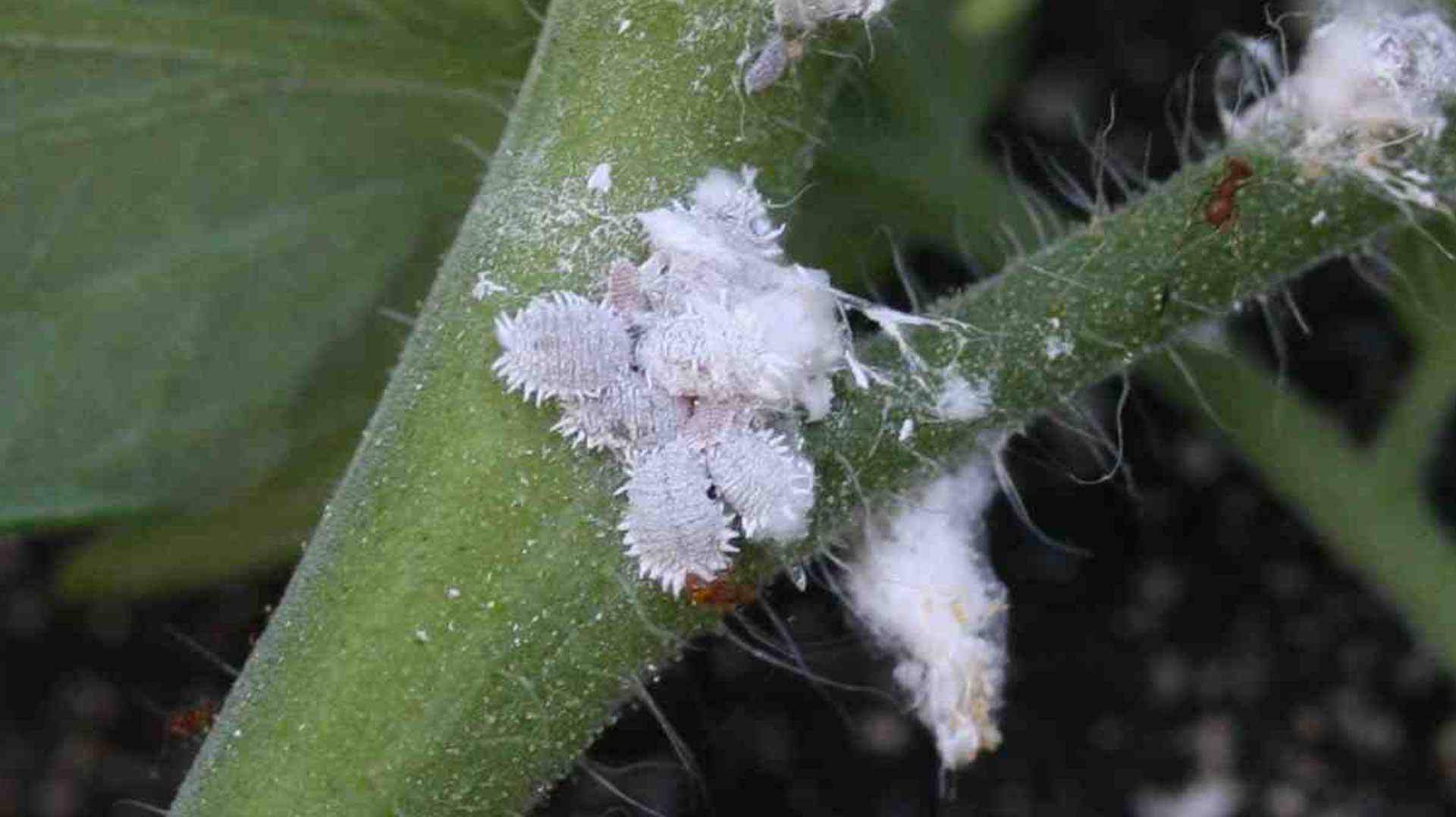 uploads/images/20181214a Www Biocontrol Co Za