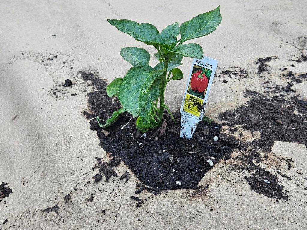 uploads/images/20230608_060751__76348_bfa74a69 76f6 4041 Ae59 B51b94920101_1024x1024