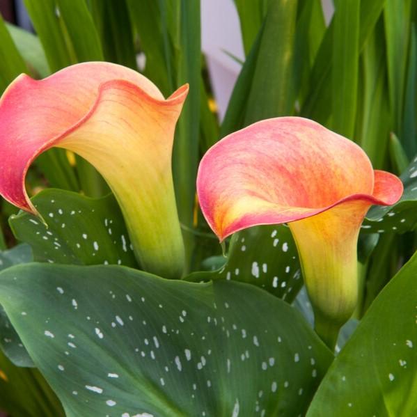 uploads/images/223237 Mr Calla Square