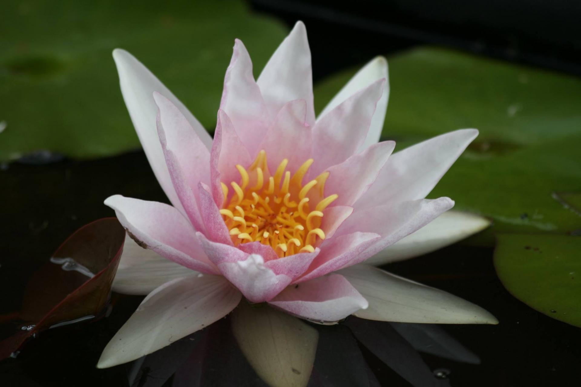 uploads/images/25311264_1659193297436556_3381473500618235899_o