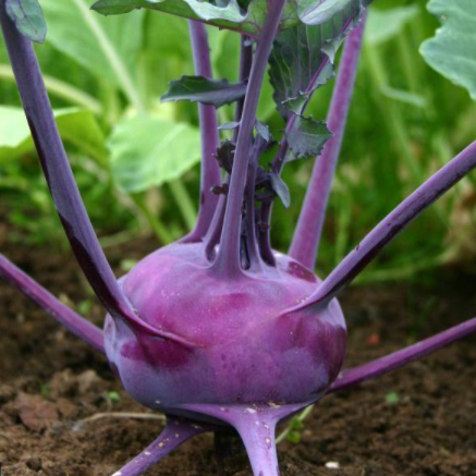 uploads/images/272666999_128239399710898_1094716661201524978_n