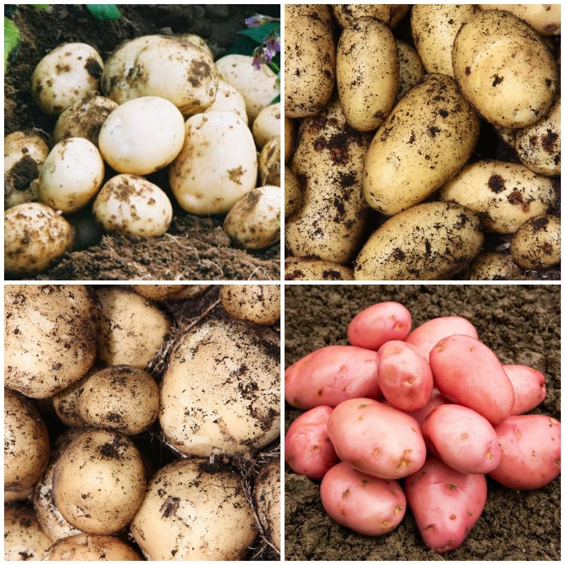 uploads/images/325497148_1198003831150703_3767483417524282775_n