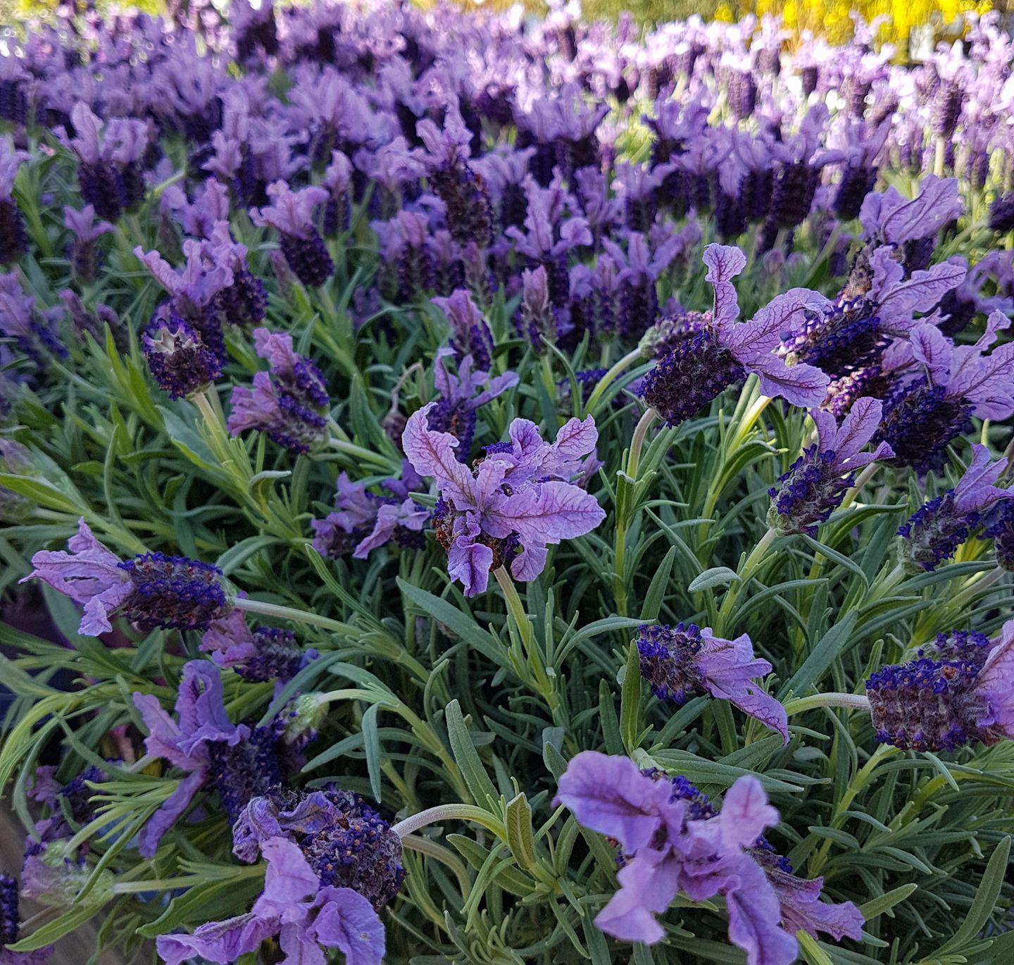 uploads/images/346077038_1422815725144869_1542367227745090142_n