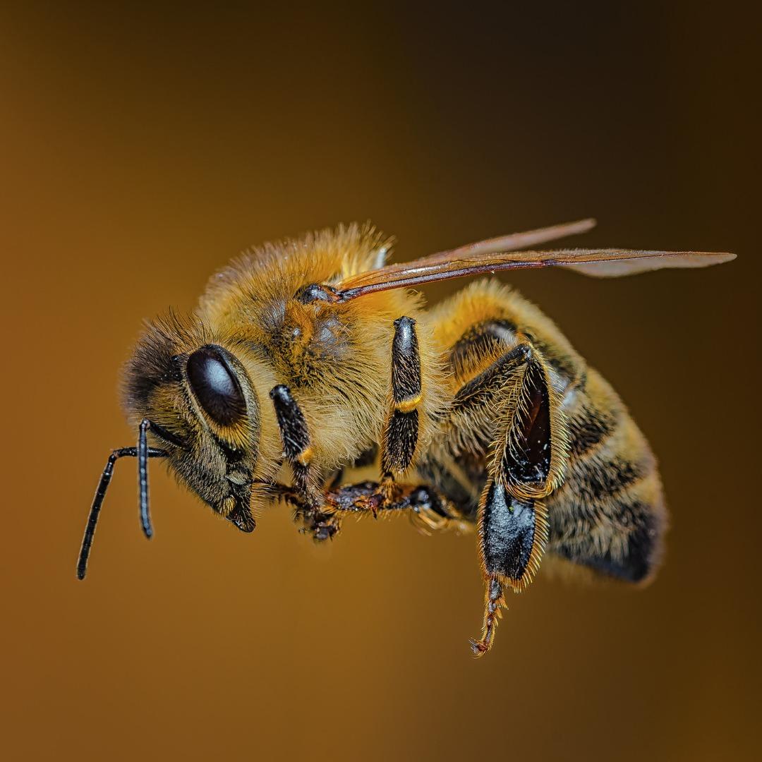 uploads/images/bees