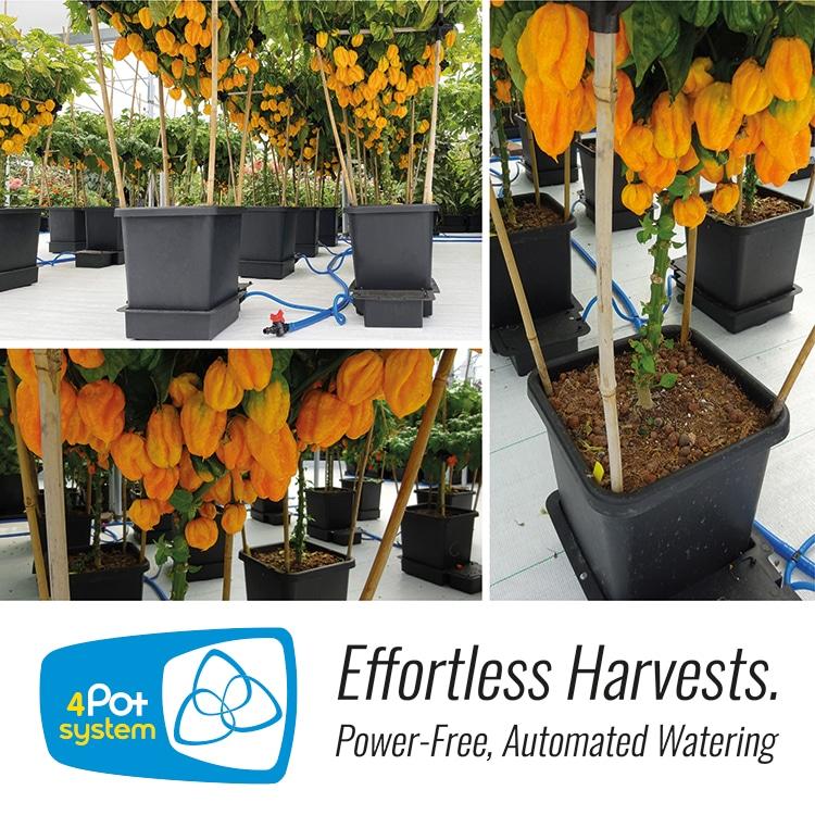 uploads/images/4pot_pack_1_6