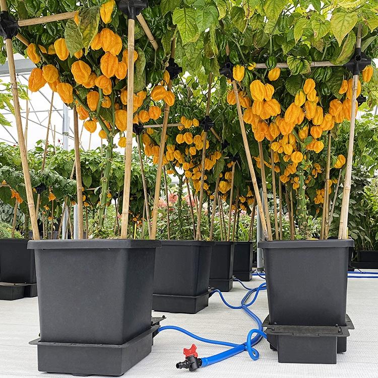 uploads/images/4pot_pack_1_6a