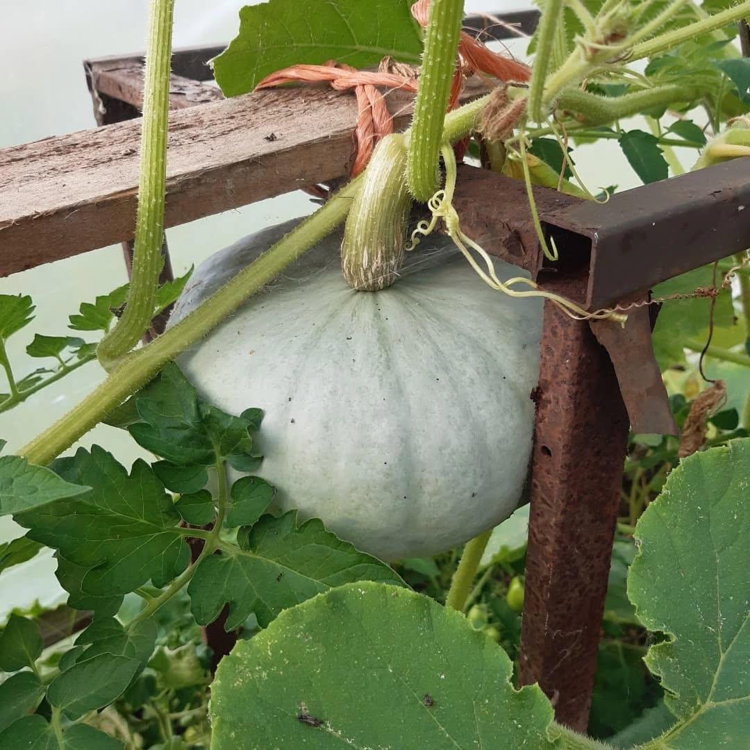 uploads/images/536127352_18414391864106968_1747044733393270946_n