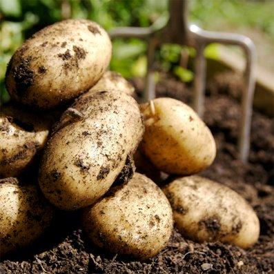 uploads/images/546121_383521335012932_237147816_n