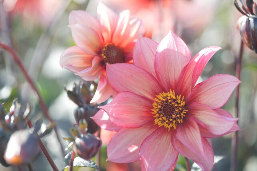 uploads/images/77302 Mr Dahlia Dahlia