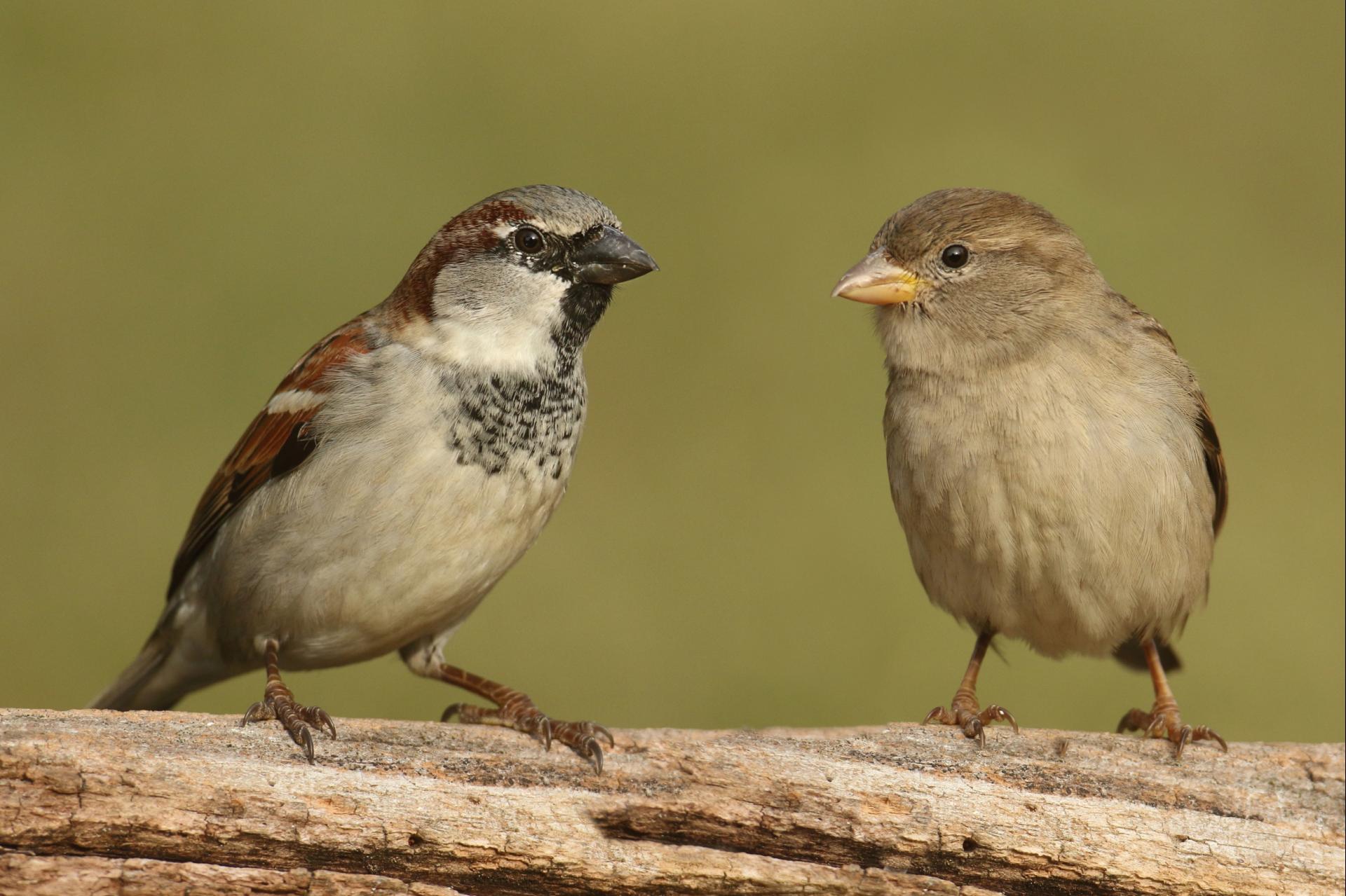 uploads/images/777455944 Species House Sparrow Male and Female Perched On Branch
