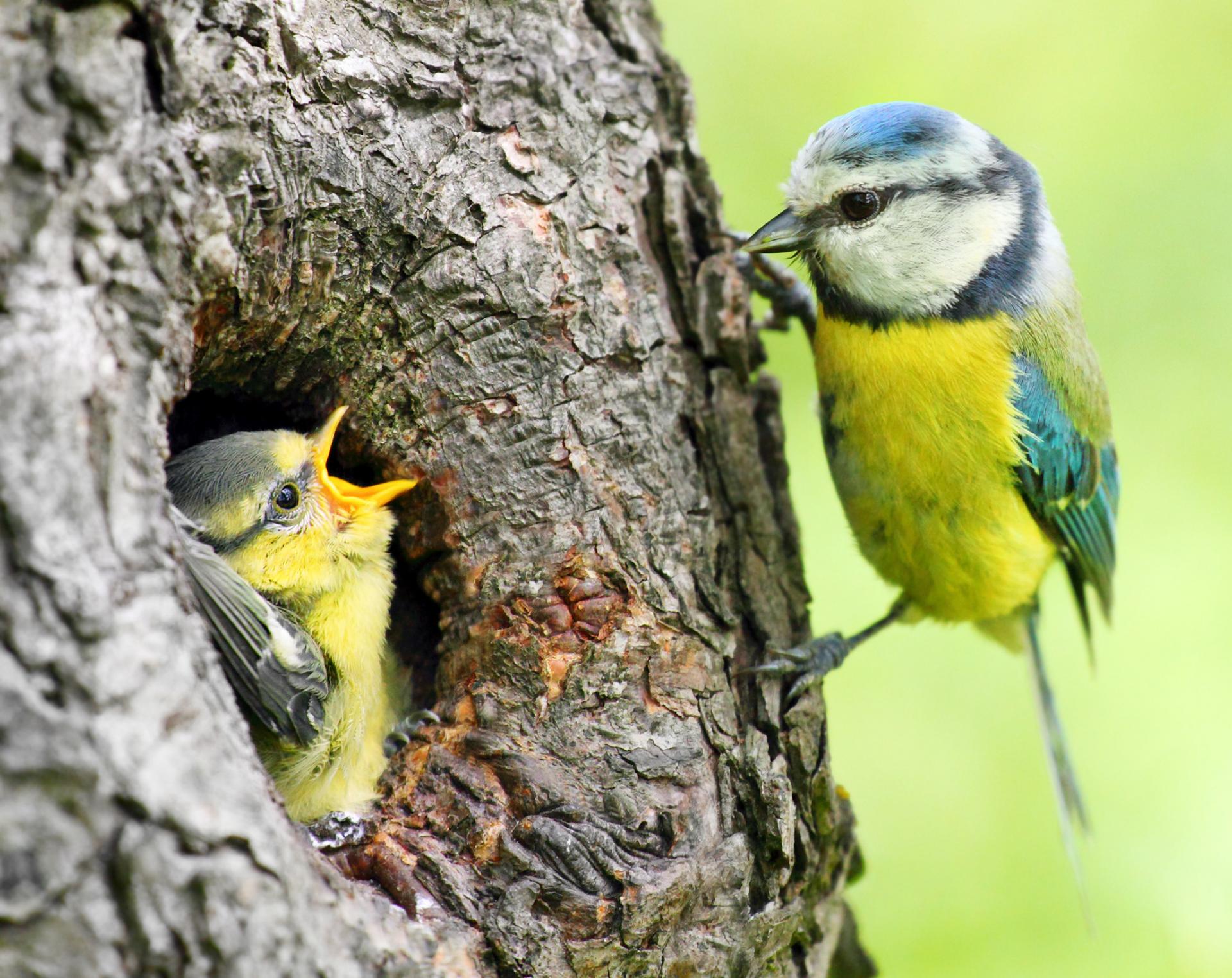 uploads/images/92161054 Species Blue Tit Adult With Juvenile In Tree Nest Hole
