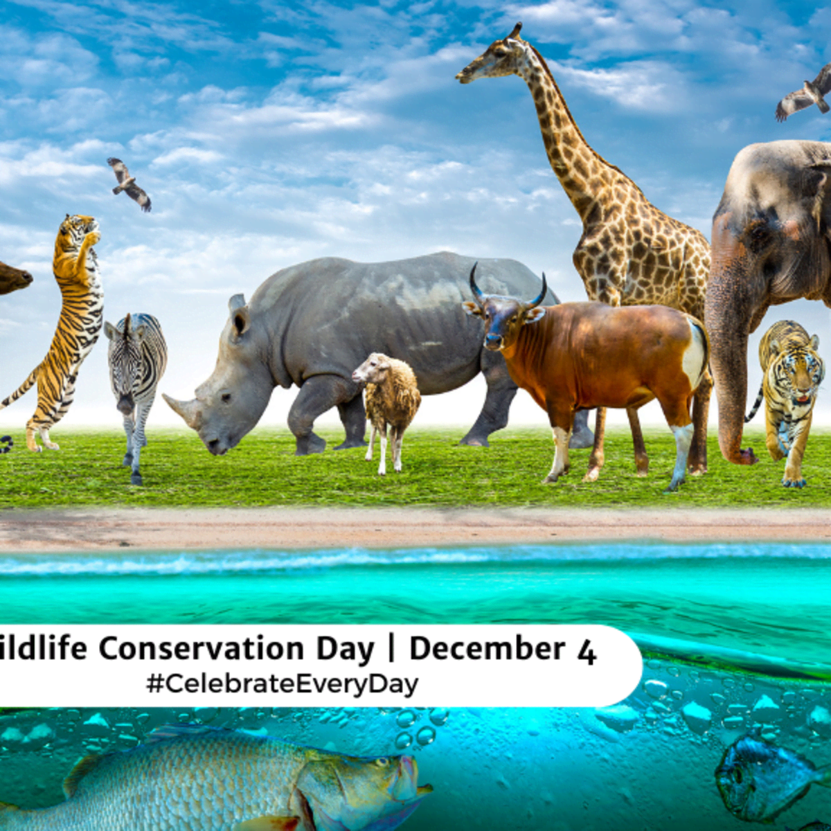 uploads/images/_.image_ar_1_12cc_fill2ccs_srgb2cq_auto_eco2cw_1200_mjaynty2mdm0mtk5mtu5odiw_wildlife Conservation Day December 4