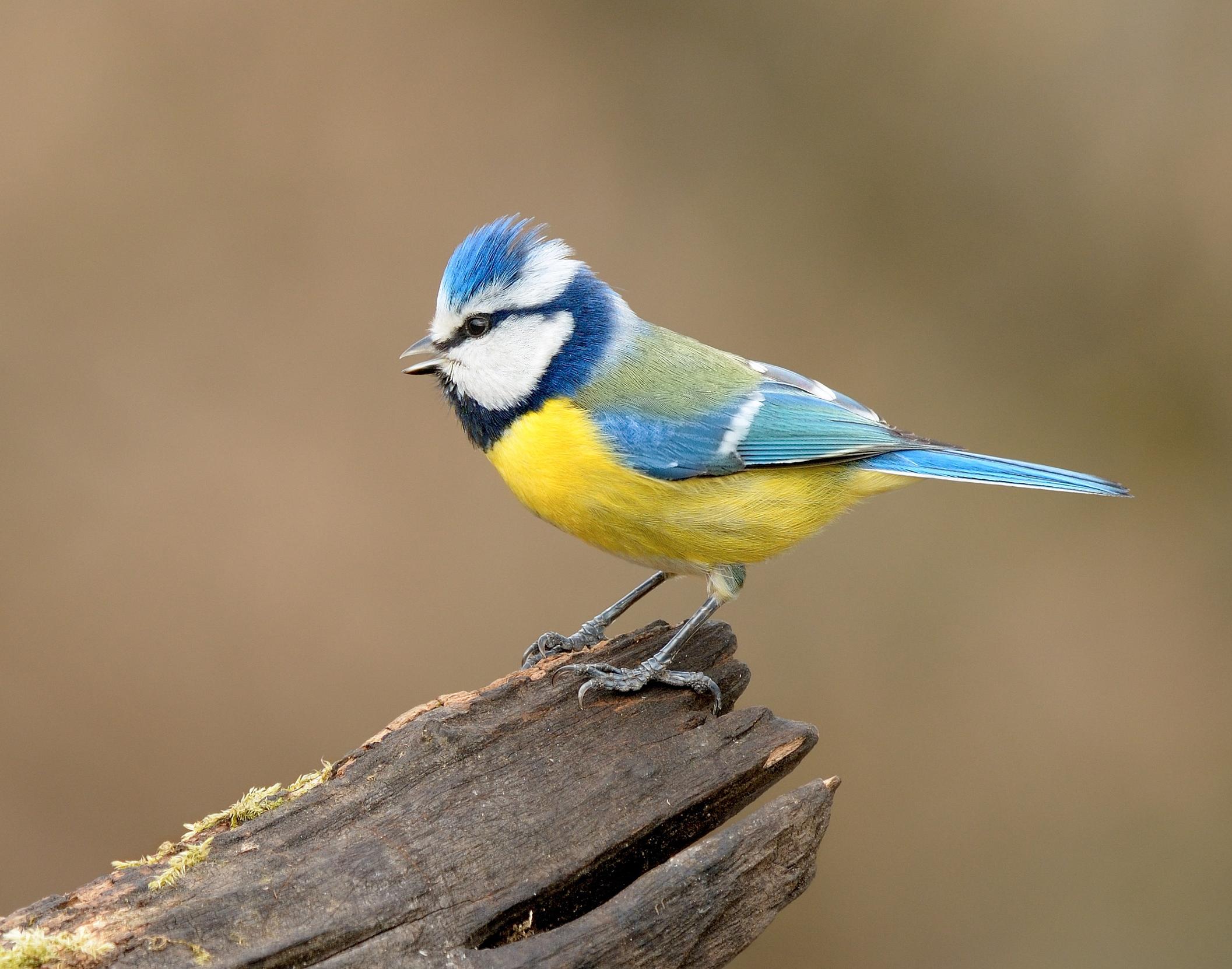 uploads/images/___1667882134 Species Blue Tit Stood On Log.8696252052732238297