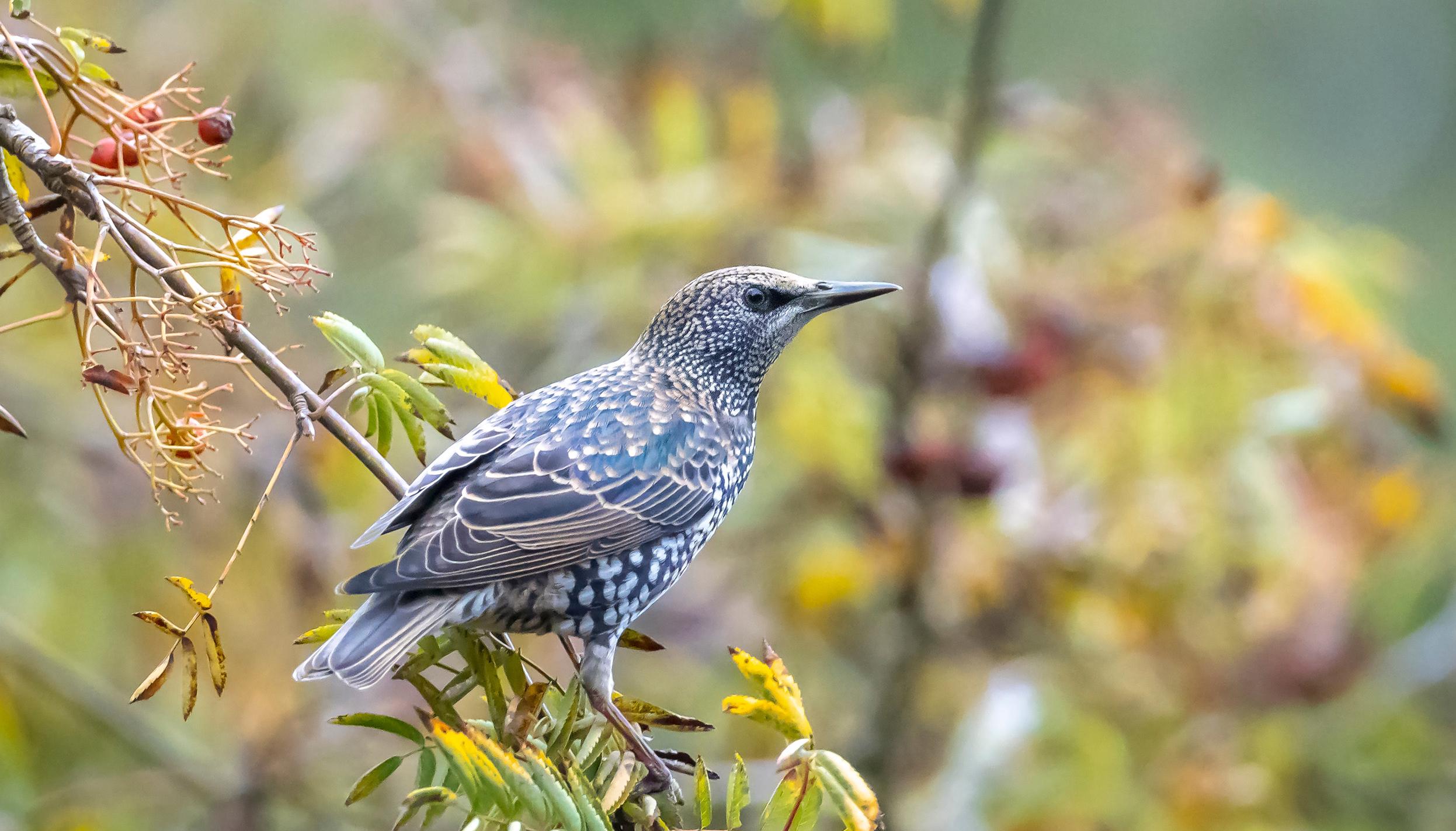 uploads/images/___2032344905 Species Starling On Twig With Tree.7131481106111065026
