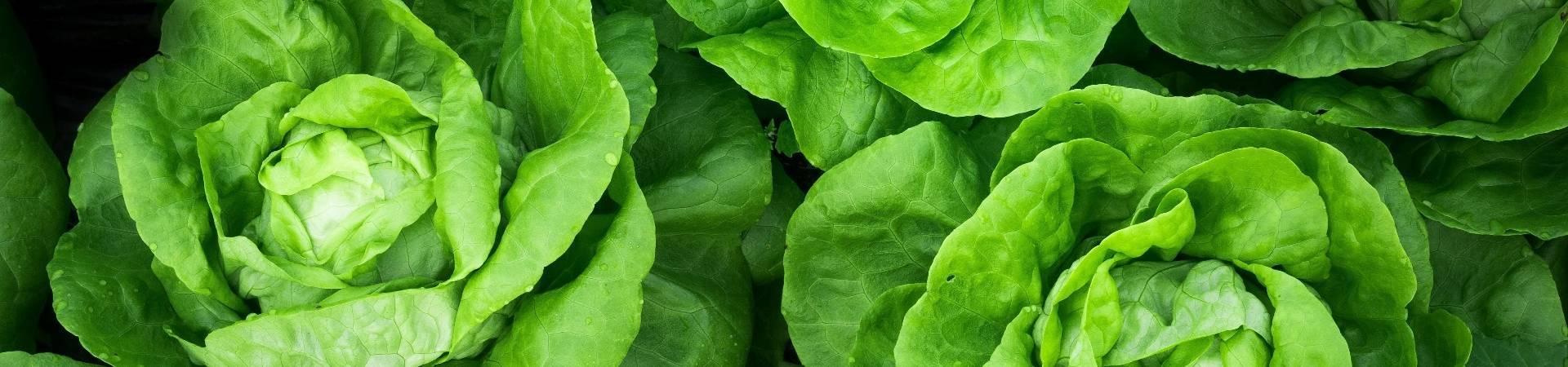 uploads/images/__webedit_cached Images_617