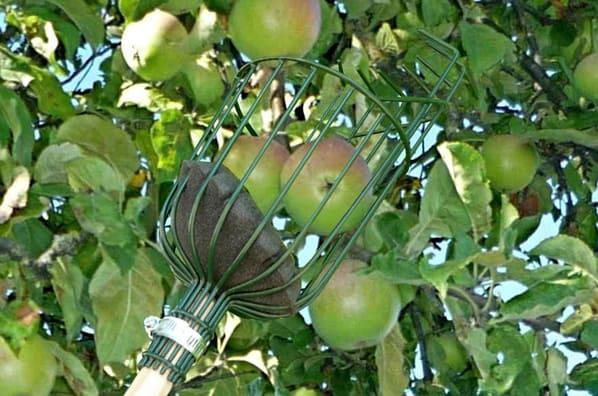 uploads/images/_app_uploads_2021_06_apple_picker_in_use_1_resized