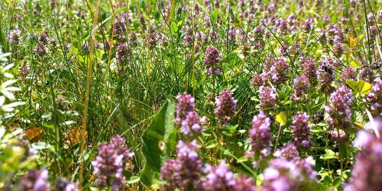 uploads/images/_cdn_shop_collections_dry Soil Lawn 800px