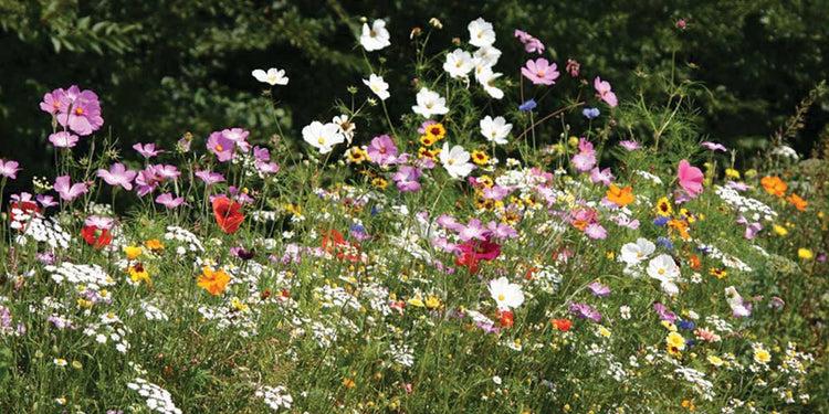 uploads/images/_cdn_shop_collections_prest_2