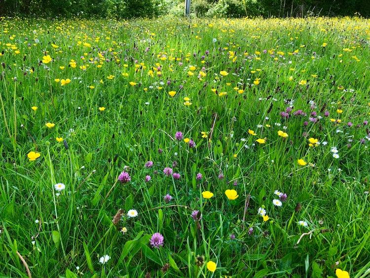 uploads/images/_cdn_shop_files_0a55d8a3 8c31 4862 900d B65ba14b86ac