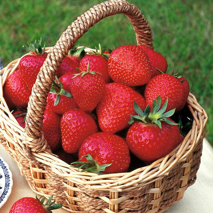 uploads/images/_cdn_shop_files_1060 5865_ssc_strawberrymarshmello_720x