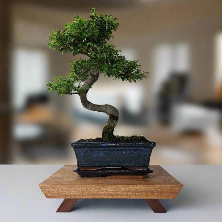 uploads/images/_cdn_shop_files_20240614_160622