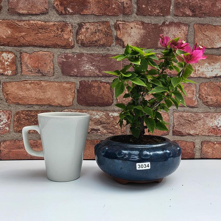 uploads/images/_cdn_shop_files_20240806_141754