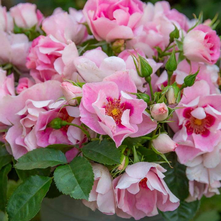 uploads/images/_cdn_shop_files_51409000_persica Rose See You_ In Rose Ih 24 02_720x