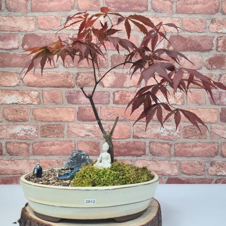 uploads/images/_cdn_shop_files_bonsai_tree_garden_landscape_japanese_maple_acer_nomura_in_31cm_pot_handmade_with_real_tree_ _yorkshire_bonsai 23299